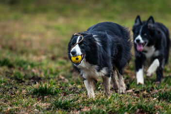 Happiness and Joy - image #504225 gratis